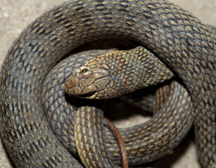 Caspian whipsnake (caspius) also known as the large whipsnake (Dolichophis Coluber).