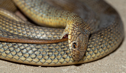 The snake bites itself. Caspian whipsnake (caspius) also known as the large whipsnake.