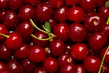Ripe cherry. Background of red berries.
