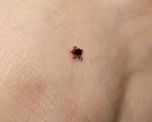 Ixodes ricinus, the castor bean tick, is a chiefly European species of hard-bodied tick. Carrier Lyme disease and tick-borne encephalitis on the human skin.
