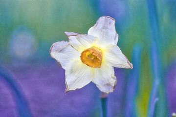 yellow iris flower