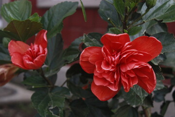 Rosal de jard&igrave;n