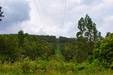 Cables and forest