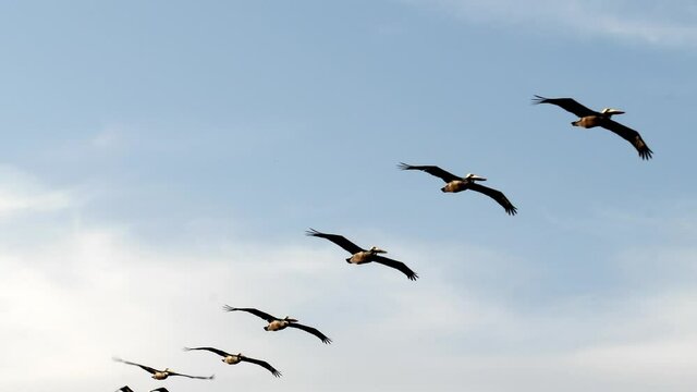 Beautiful slow motion clip of 9 Brown Pelicans, Pelecanus occidentalis, soaring left to right under a partly cloudy blue sky in Port Aransas, Texas.