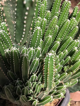 cactos 