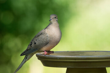 Mourning dove on bird bath. 