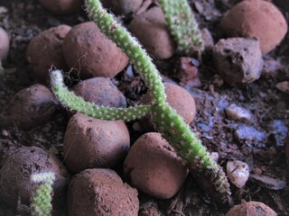 Cultivo de plantas.