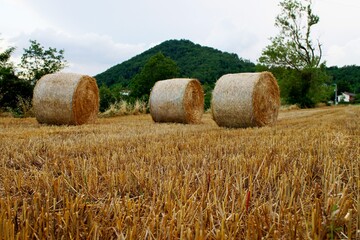 hay bales on the field