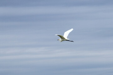 Fototapeta na wymiar 白鷺の飛翔