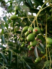 green apples like fruit on tree is nature beauty