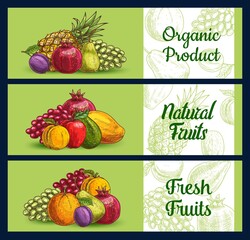 Tropical fruits banners sketch, farm market food, vector orange citrus, apple, pear and mango. Exotic tropical fruit pineapple, peach, and pomegranate, white and red grape, apricot and hand drawn plum