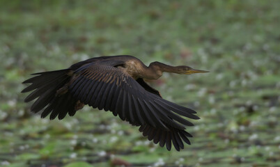 Snake-necked Dater flying over water withs it's wings spread