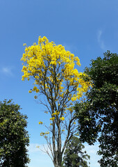 Ipê amarelo