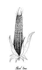 Illustration Hand Drawn of Red Corn or Maize with Husk and Silk. Symbolic Plant to Show The Signs of Autumn Season. 
