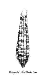 Illustration Hand Drawn of Variegated Maize or Multicolor Corn with Husk and Silk. Symbolic Plant to Show The Signs of Autumn Season. 
