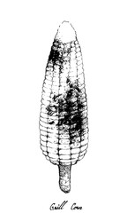 Illustration Hand Drawn of Delicious Roasted, Barbecue or Grilled Sweet Corn Isolated on A White Background.
