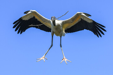 stork in flight