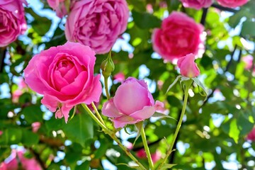 Obraz na płótnie Canvas 木陰でひっそりと咲く満開のピンクのバラ
