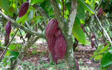 Photograph of a cocoa crop with many fruits