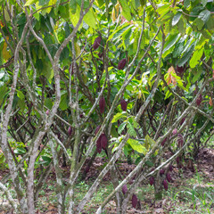 Photograph of a cocoa crop with many fruits
