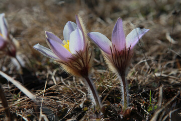 돌로미티 Val Badia 6월 풍경