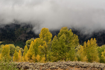 Fototapeta premium Yellow Aspen Trees under a cloudy sky in fall season.