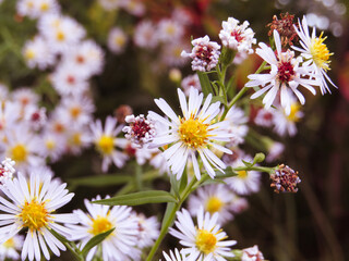 Sunny Marguerites  © Alysia