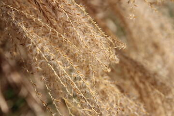 Close up of golden Pampas grass in autumn, South Korea