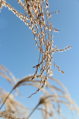 Pampas grass against clear blue sky in autumn, South Korea