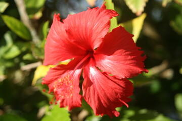 flor vermelha de jardim 