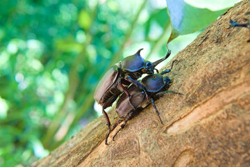 Unicorn beetle (Allomyrina dichotoma) are mating on the Formosan Ash tree. 