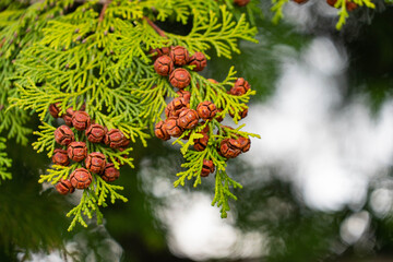 Seeds of Japanese cypress are growing in Japan.