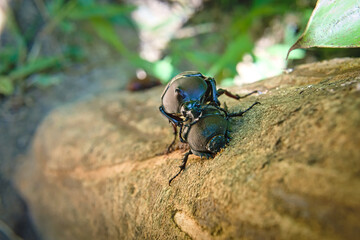 Front view of Rhinoceros Beetle are mating on the Ash tree.