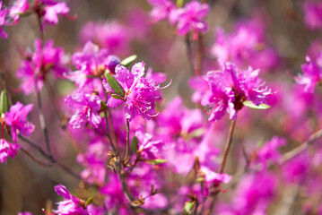Rhododendron daursky, ledum, lat. Rhododendron dauricum, Far East, botany, plant, wildflower, morning, spring, shrub flower, purple flowers