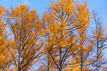 Leaves of tree are become orange in autumn in Nagano prefecture, JAPAN.