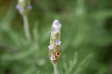 Flower of lavender - Lavandula dentata - is start to bloom in a garden.