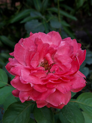 pink rose flower