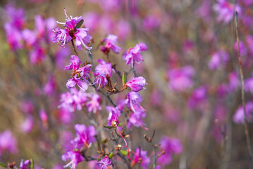 Fototapeta na wymiar Rhododendron daursky, Ledum lat. Rhododendron dauricum, close-up, purple flower, Dauria, Far East, botany
