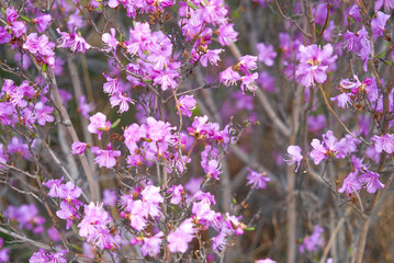 Rhododendron daursky, Ledum lat. Rhododendron dauricum, close up, purple flower, Dauria, Far East