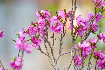 Naklejka na ściany i meble Rhododendron daursky, Ledum lat. Rhododendron dauricum, close-up, purple flower, Dauria