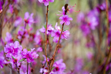 Ledum, Rhododendron daursky, lat. Rhododendron dauricum, closeup flower, purple flower, bush, many colors