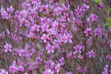 Ledum, Rhododendron daursky, lat. Rhododendron dauricum, closeup flower, purple flower, bush