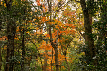 日本の四季　紅葉の季節