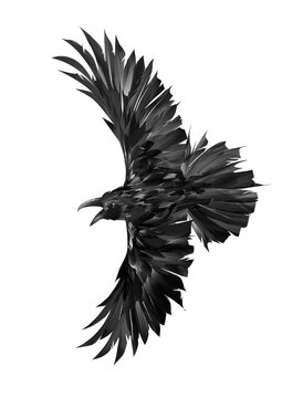 recommend clip art: hand-drawn black-white raven in flight on a white background