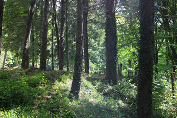 Green forest with tall trees