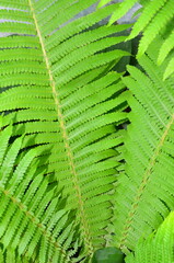 
Leaves of fern growing on a flower bed.