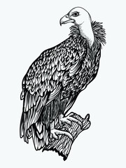 Naklejka premium tattoo and t-shirt design black and white hand drawn illustration vulture bird condor premium vector