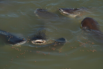Many catfish swim in the water. with pellet food floating on the surface of the water.