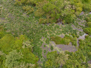 Lake or swamp, top view, seaweed and green grass, texture