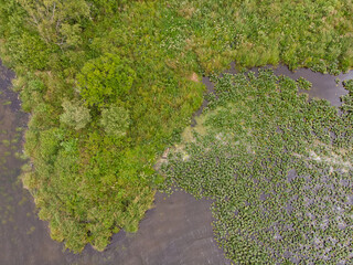 Lake or swamp, top view, seaweed and green grass, texture